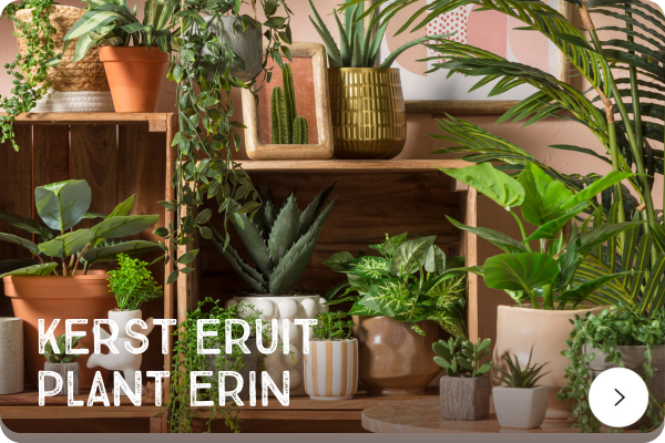 Kerstboom eruit plant erin